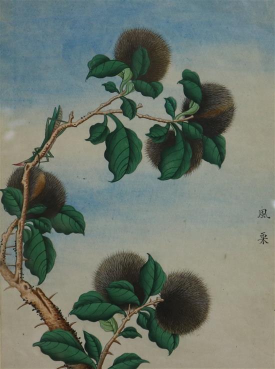 A 19th century Chinese painting on paper of chestnuts 30x22cm